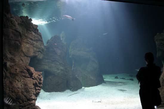 Acuario con delfines, tiburones y mantas, Lanzarote Aquarium, Costa Teguise, Lanzarote