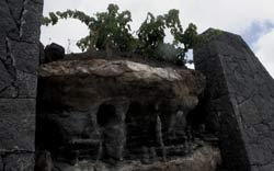 Raíces de parra, Bodegas Stratvs, La Geria, Lanzarote