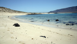 Playa Francesa, La Graciosa, Lanzarote