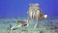 Marine species underwater in Lanzarote