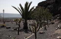 Minijardín de cactus, sendero Femés-Playa Quemada, senderismo en Lanzarote