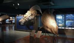 Cetáceos expuestos en el Museo de Cetáceos de Canarias, Puerto Calero, Lanzarote