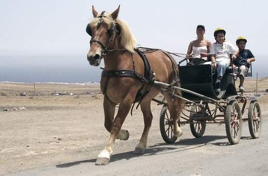 Children on a horseback riding excursion in Lanzarote