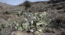 Vegetación del barranco de Tenegüime, Los Valles, Guatiza, Lanzarote, senderismo