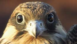 El Cabildo de Lanzarote organiza una conferencia sobre la avifauna del Archipiélago Chinijo