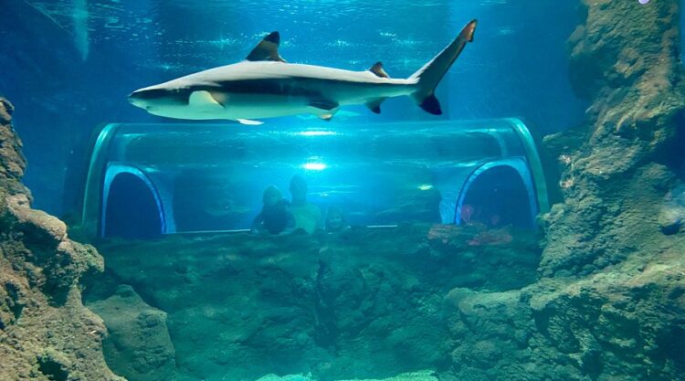 Lanzarote Aquarium (Costa Teguise)