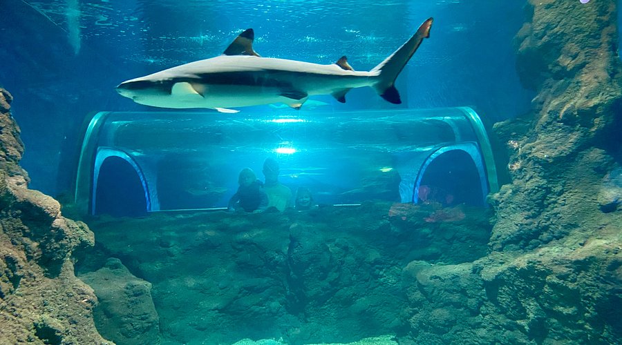 Lanzarote Aquarium (Costa Teguise)