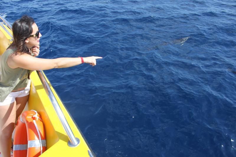 avistamiento de delfines en lanzarote