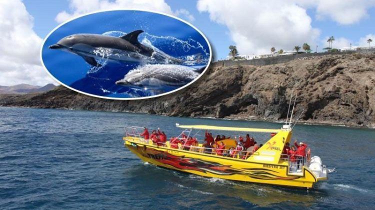 excursion biosfera jet ver delfines en lanzarote