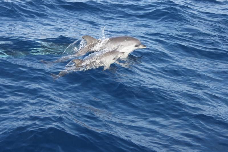 delfines en Lanzarote