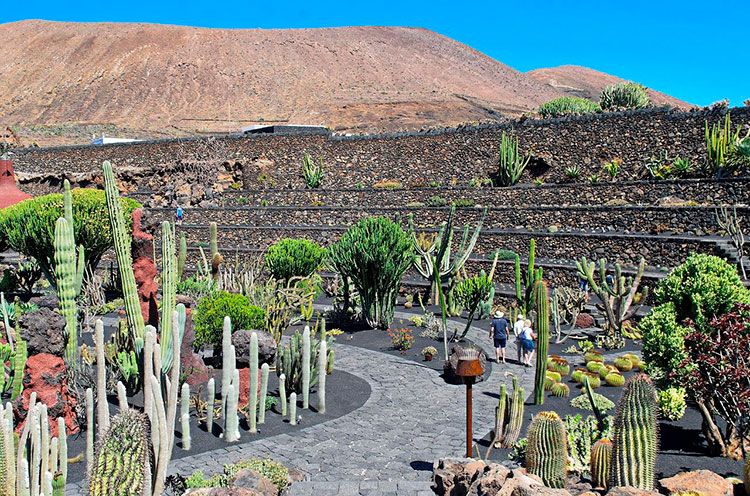 especies de cactus en lanzarote