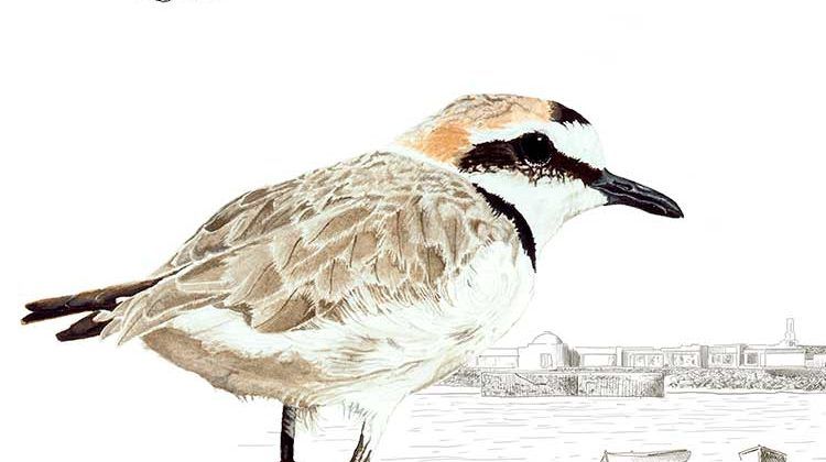 Taller de ilustración Naturalista y Científica de Fran Rodríguez
