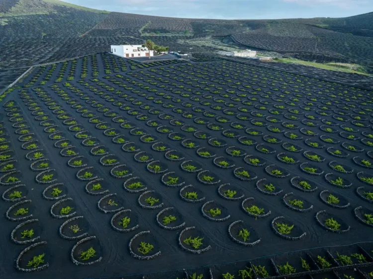 La Geria vineyards, with vines planted in pits protected by volcanic stone “zocos”
