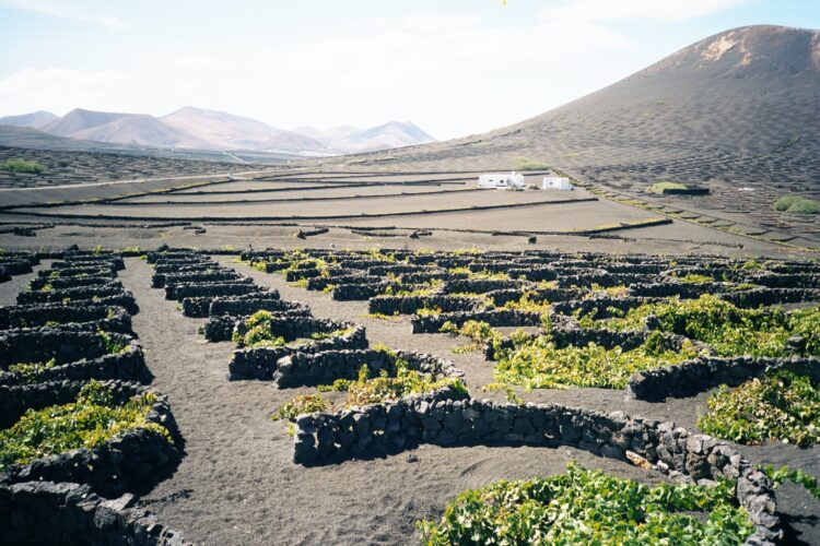 Vinos de Lanzarote: La Geria, bodegas y enoturismo volcánico
