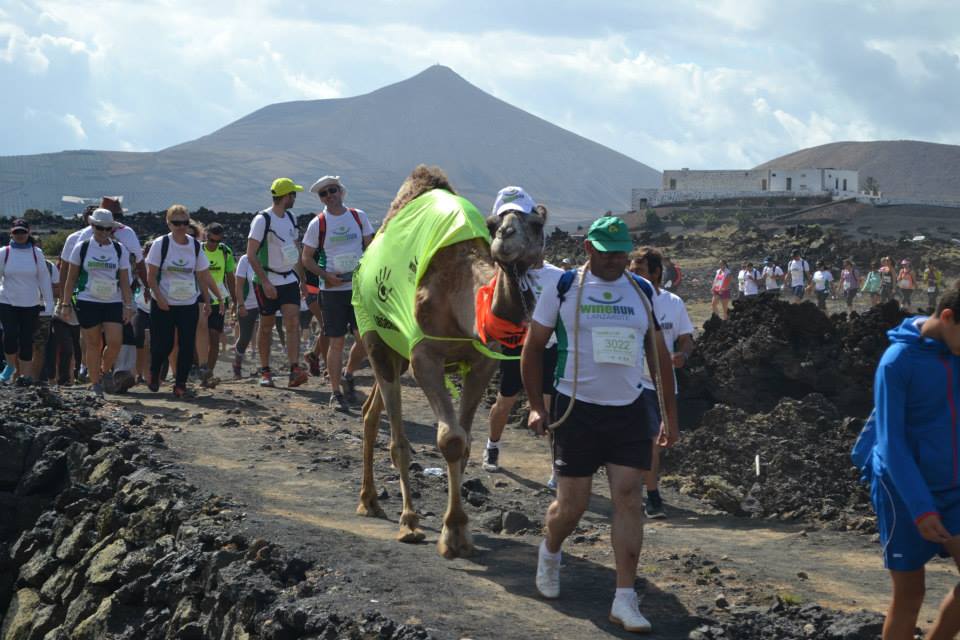 Participantes de la Wine Run Lanzarote 2026 caminando por el paisaje volcánico de La Geria junto a un camello