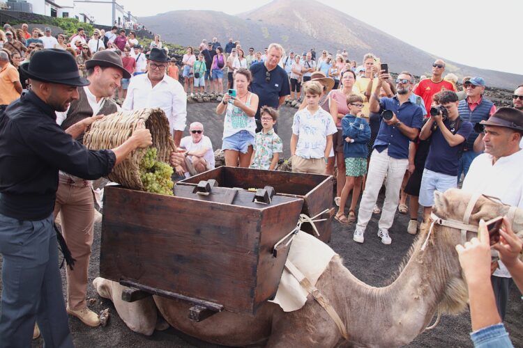 Traditional Harvest in La Geria: Camels and a Good Vintage
