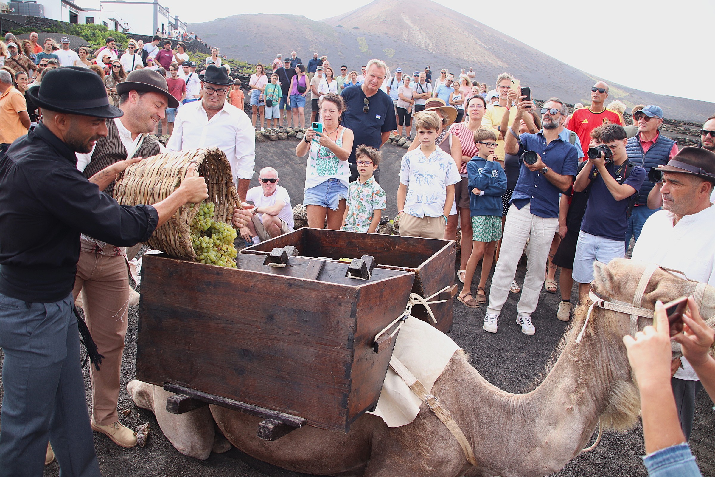 Vendimia tradicional en La Geria: camellos y buena cosecha