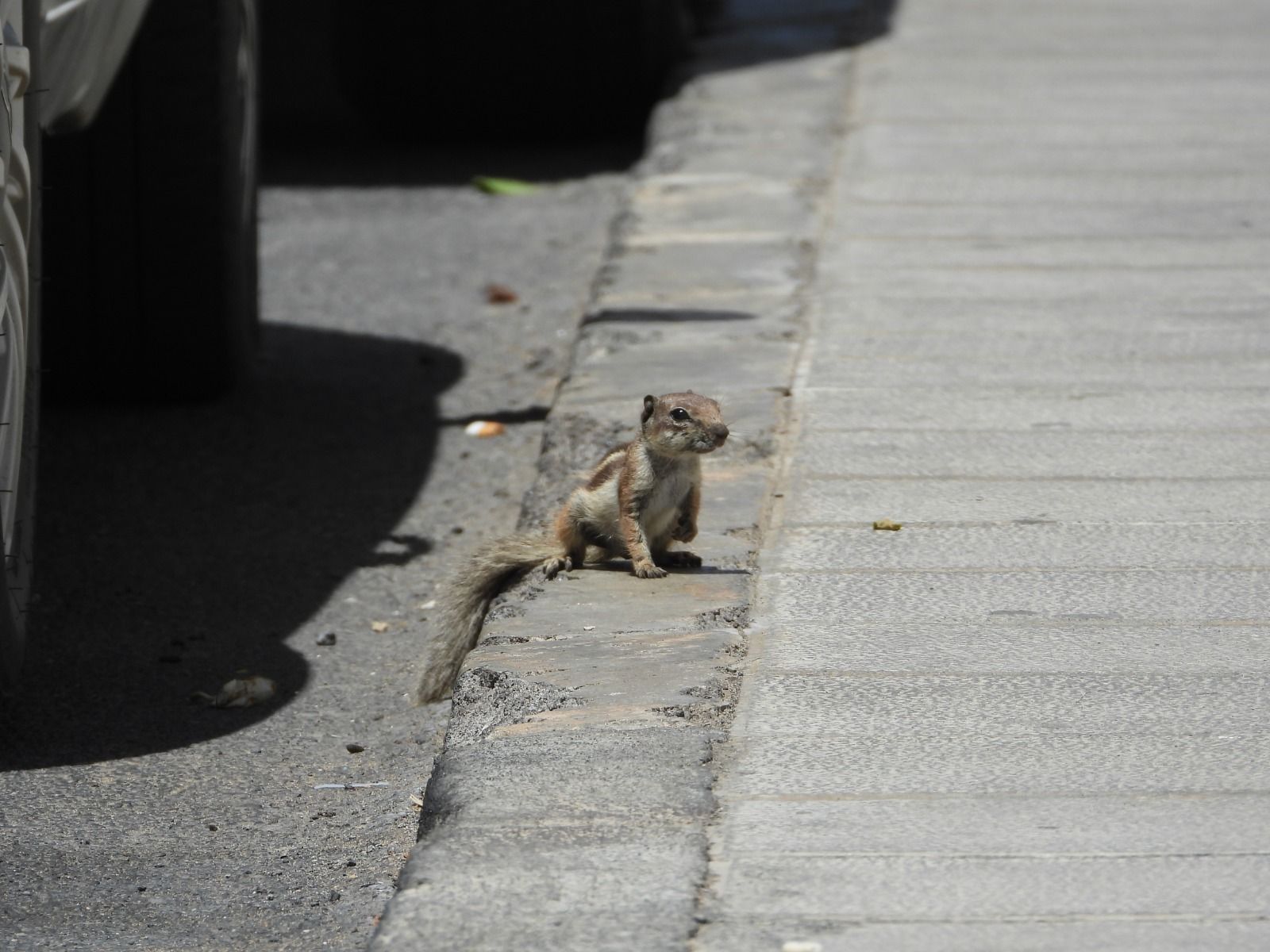 Barbary Ground Squirrel in Lanzarote: Alert, Who to Call