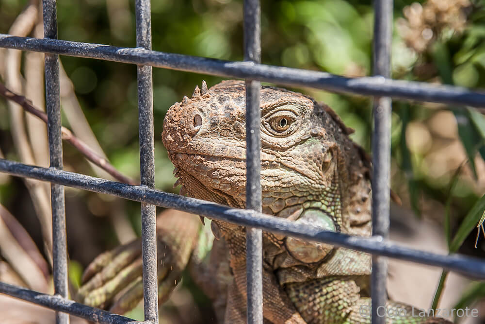 Uno de los reptiles nos observa en Rancho Texas.